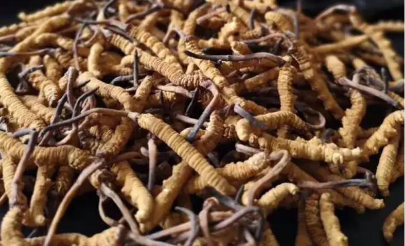 新鮮冬蟲夏草怎么保存，鮮草怎么吃？