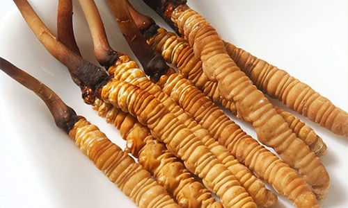 冬蟲夏草的吃法，冬蟲夏草的家常做法