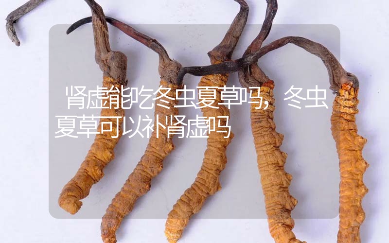 腎虛能吃冬蟲(chóng)夏草嗎，冬蟲(chóng)夏草可以補(bǔ)腎虛嗎？