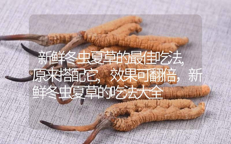 新鮮冬蟲夏草的最佳吃法,原來搭配它,效果可翻倍，新鮮冬蟲夏草的吃法大全