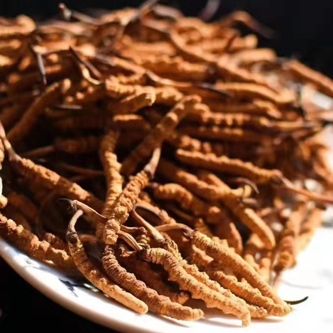 冬蟲(chóng)夏草為什么這么貴呢？有便宜的能買(mǎi)嗎