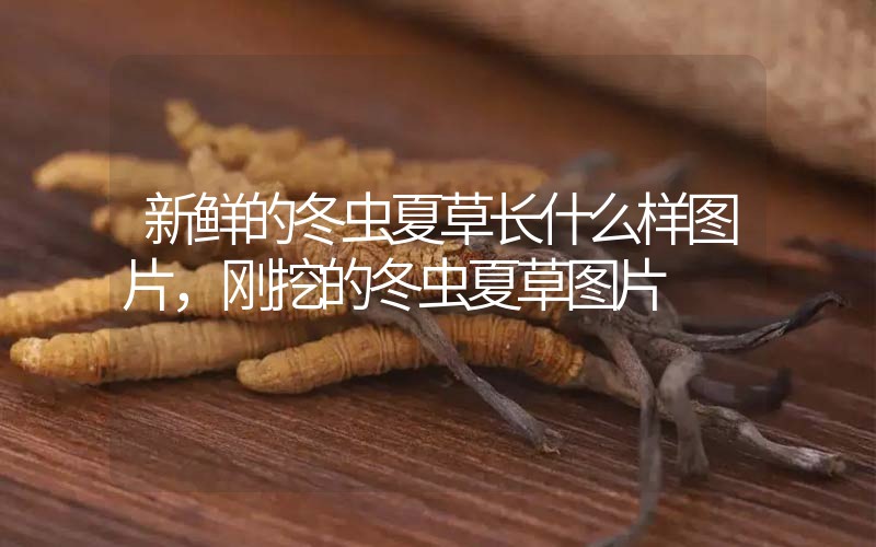新鮮的冬蟲(chóng)夏草長(zhǎng)什么樣圖片，剛挖的冬蟲(chóng)夏草圖片