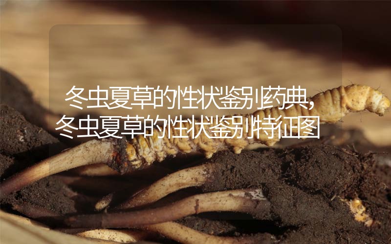 冬蟲(chóng)夏草的性狀鑒別藥典，冬蟲(chóng)夏草的性狀鑒別特征圖
