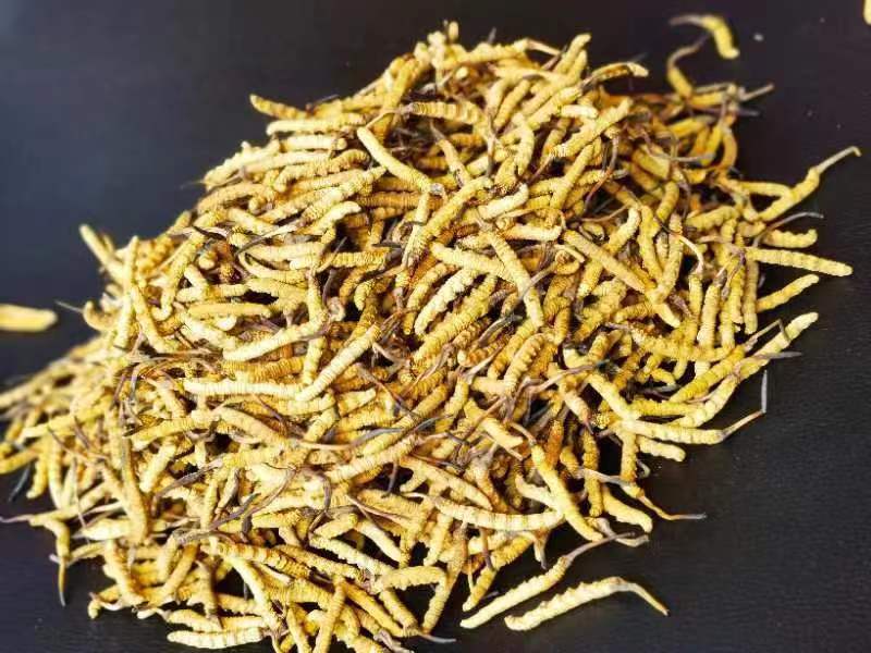 冬蟲夏草哪幾種食用方法比較好呢？推薦幾種參考