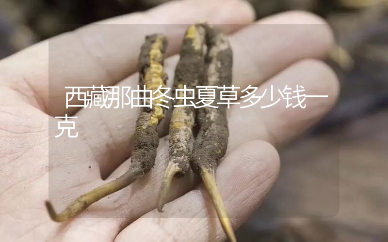 西藏那曲冬蟲夏草多少錢一克？