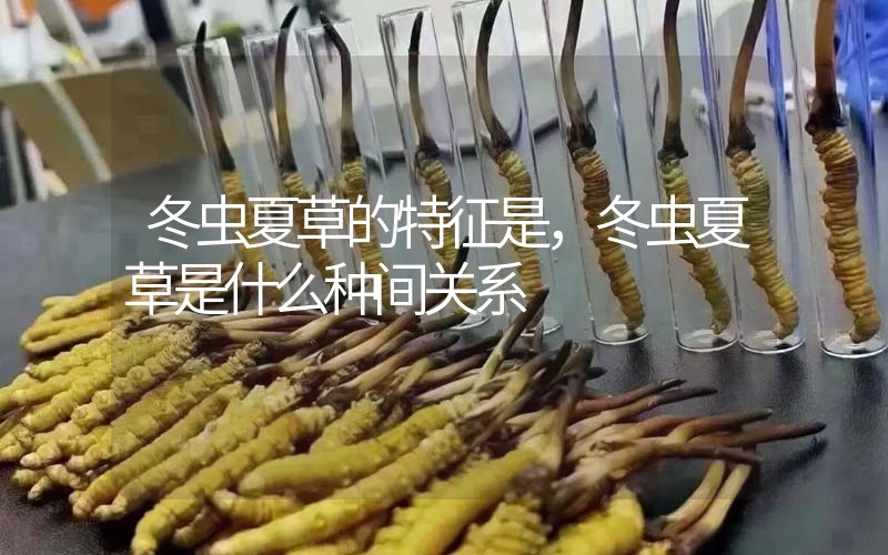 冬蟲(chóng)夏草的特征是，冬蟲(chóng)夏草是什么種間關(guān)系