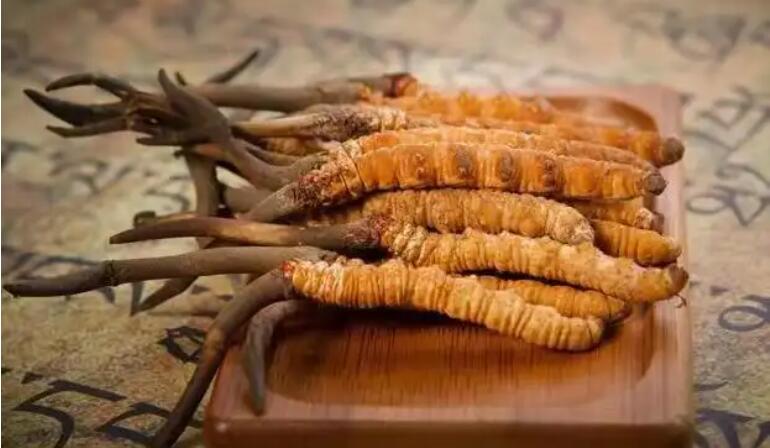 鮮蟲草和干蟲草，應(yīng)該怎么選擇？