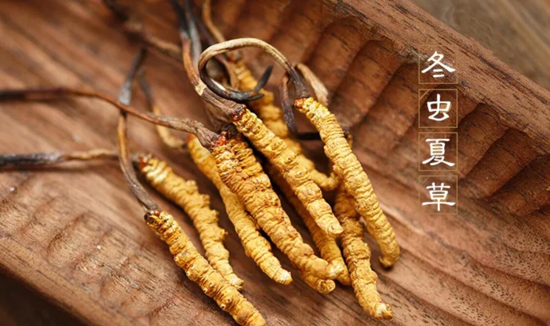 冬蟲(chóng)夏草有什么藥用價(jià)值？冬蟲(chóng)夏草作用與效果