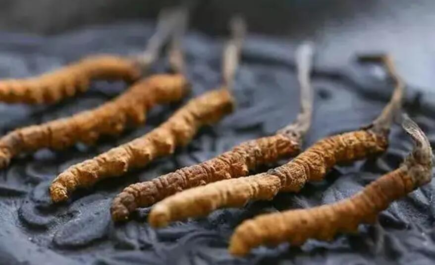 冬蟲夏草這么吃法，可以補(bǔ)腎活血，延緩衰老！