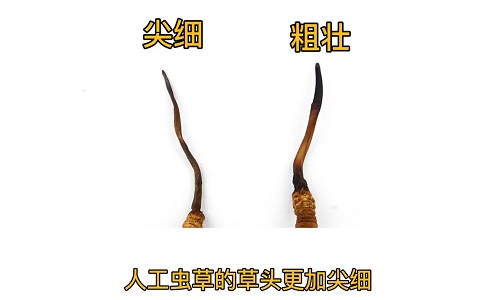 人工蟲(chóng)草和野生蟲(chóng)草如何分辨？人工冬蟲(chóng)夏草怎么鑒別