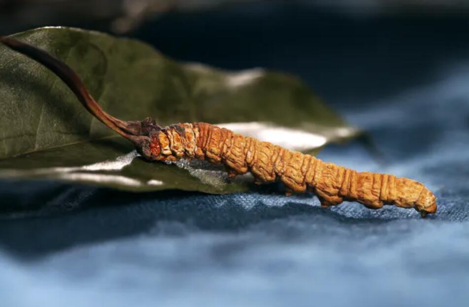 冬蟲夏草的由來(lái)，冬蟲夏草是怎么形成的？