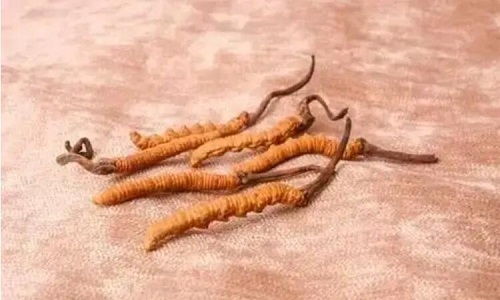 哪個(gè)產(chǎn)地的冬蟲(chóng)夏草營(yíng)養(yǎng)價(jià)值高,哪里的蟲(chóng)草更好？