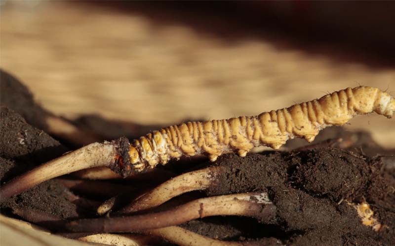 什么是人工冬蟲夏草？人工蟲草和野生蟲草的區(qū)別，如何分辨？