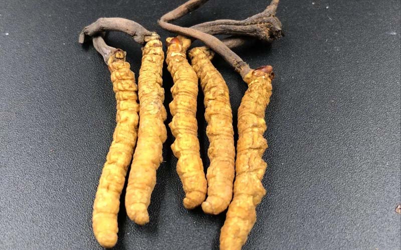 影響冬蟲(chóng)夏草的價(jià)格因素有哪些？