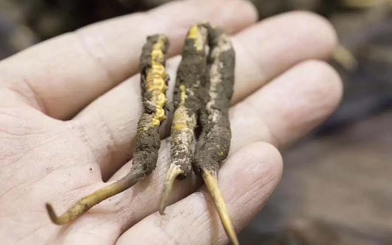 西藏那曲冬蟲夏草批發(fā)價格?那曲蟲草批發(fā)價多少錢一斤？