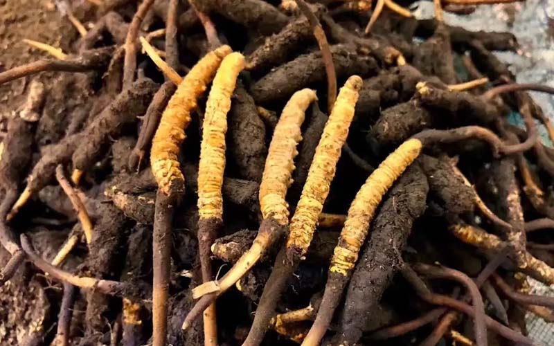 冬蟲夏草的鑒別方法有哪些？