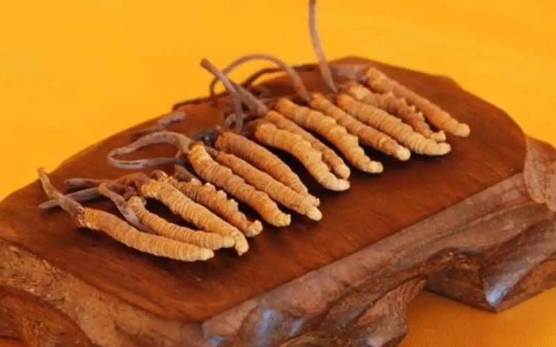 冬蟲夏草需要每天吃嗎?冬蟲夏草一天吃多少？