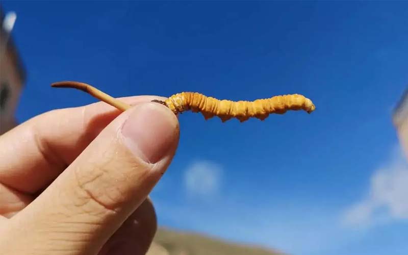 冬蟲(chóng)夏草可不是人人能吃的，以下三類(lèi)人不能吃冬蟲(chóng)夏草