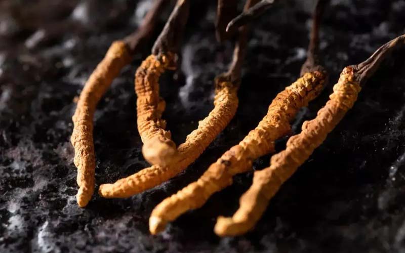 吃冬蟲夏草有什么作用和作用(吃冬蟲夏草對身體有什么好處)