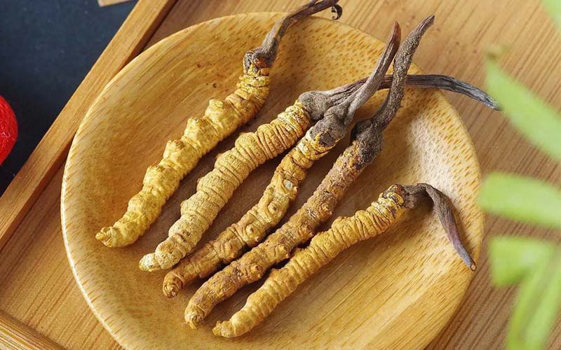 冬蟲夏草作用可以調(diào)節(jié)身體肝臟功能嗎？