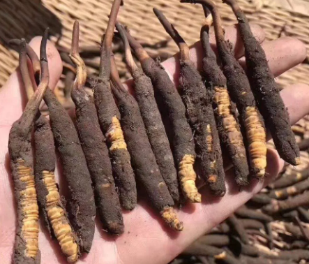 <a href=http://m.jiangnongst.com/xinxian/ target=_blank class=infotextkey>新<a href=http://m.jiangnongst.com/xinxian/ target=_blank class=infotextkey>鮮冬蟲夏草</a></a>