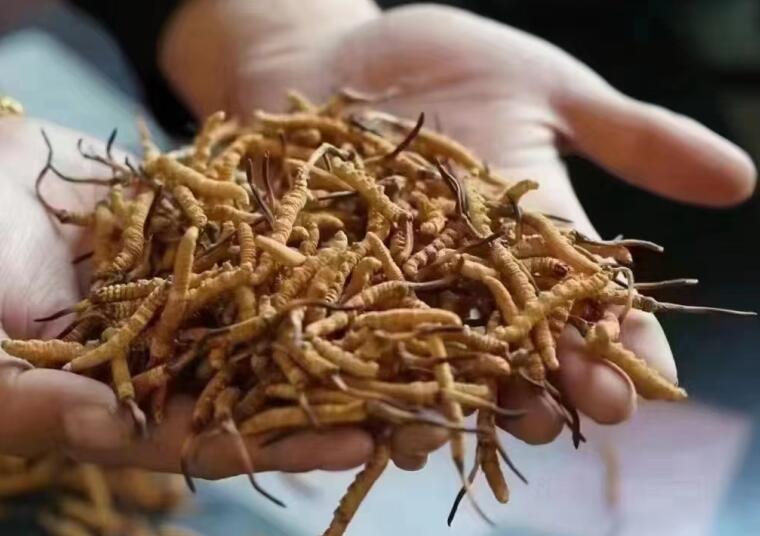 冬蟲(chóng)夏草中有沒(méi)有激素？冬蟲(chóng)夏草中有沒(méi)有有害物質(zhì)？