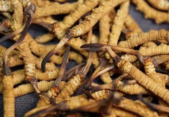 <a href=http://m.jiangnongst.com/sdph/dqt/ target=_blank class=infotextkey>東強(qiáng)堂</a>冬蟲(chóng)夏草