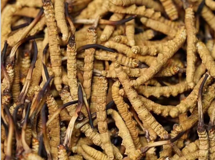 那曲冬蟲(chóng)夏草的特征