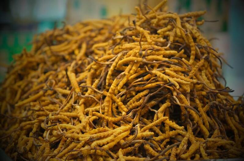 冬蟲夏草的產(chǎn)量為何一年不如一年呢？