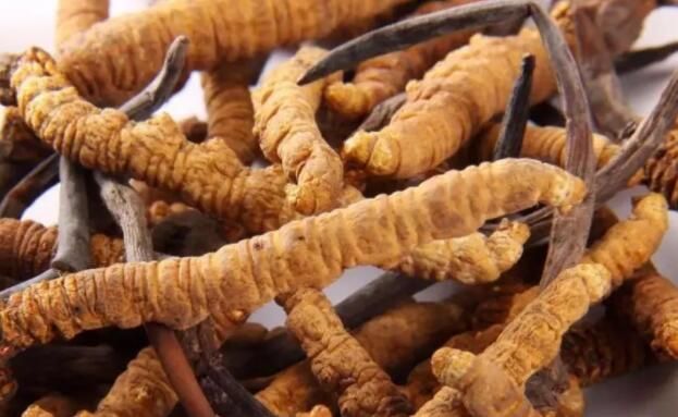 <a href=http://m.jiangnongst.com/chifa/ target=_blank class=infotextkey>冬蟲夏草的吃法</a>