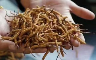 冬蟲(chóng)夏草的產(chǎn)地鑒別