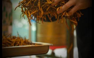 如何分辨冬蟲夏草的等級？