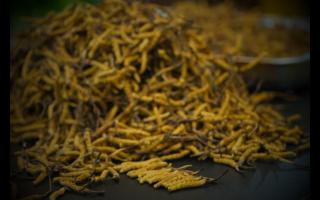 冬蟲(chóng)夏草功效研究