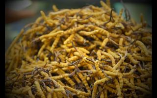 網(wǎng)上買的低價(jià)冬蟲夏草是正品嗎？