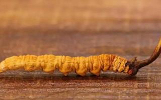 冬蟲(chóng)夏草斷草是如何形成的？