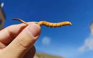 哪個(gè)產(chǎn)地的冬蟲(chóng)夏草比較好？