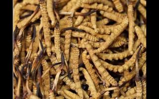 高品質(zhì)冬蟲夏草，全程人工采挖值得信賴！