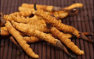 消費(fèi)者對(duì)于冬蟲(chóng)夏草都有那些誤區(qū)？