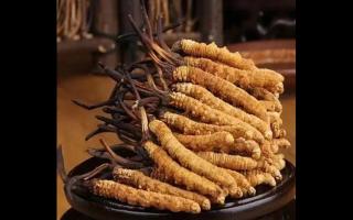 網(wǎng)上低價(jià)購買的冬蟲夏草靠譜嗎？