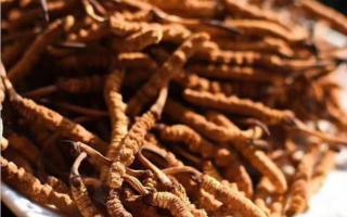 冬蟲夏草如何用花椒來保存？能保存多久？