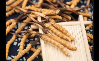 什么樣的冬蟲夏草才算是原生態(tài)的？