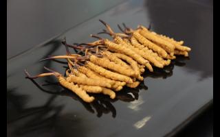 冬蟲夏草怎么吃重要還是哪里產(chǎn)的重要？