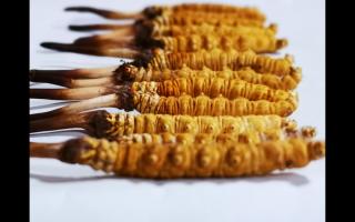 正宗高品質(zhì)冬蟲夏草怎么辨別？