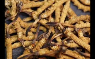 冬蟲夏草的產(chǎn)量為何一年不如一年呢？