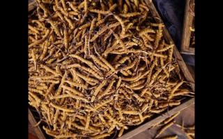 冬蟲夏草為何會有牙簽草-影響品質嗎？