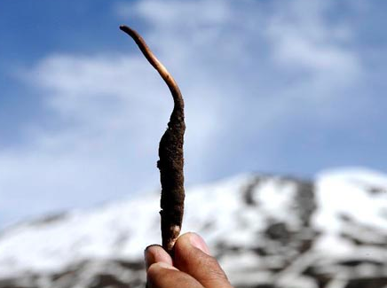 氣溫對(duì)冬蟲夏草的生長有哪些影響
