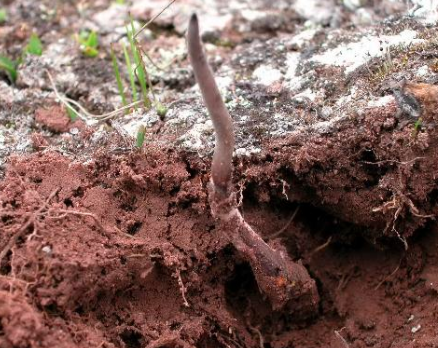 氣溫對(duì)冬蟲夏草的生長有哪些影響