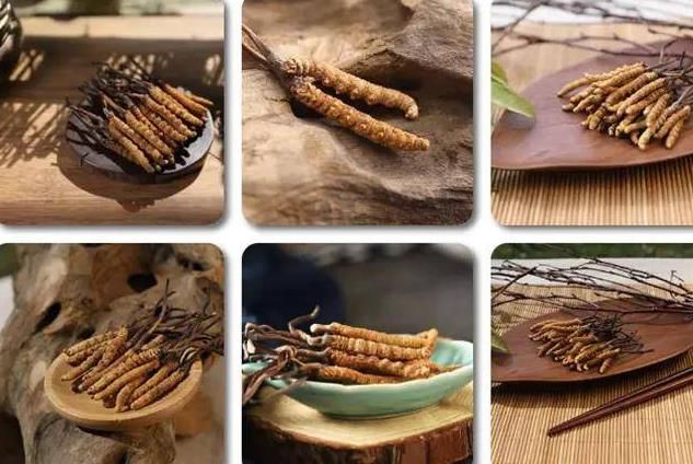 冬蟲夏草和白蟲草有什么區(qū)別？