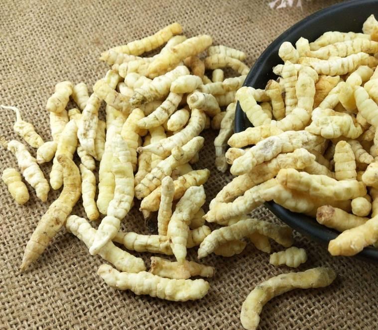 冬蟲夏草和白蟲草有什么區(qū)別？