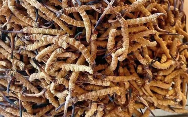 冬蟲夏草怎么看壞沒壞？影響冬蟲夏草品質(zhì)的6個(gè)因素